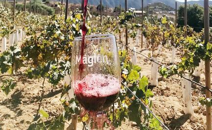 Vinícola Maglén, la expresión fresca del valle de San Antonio de las Minas