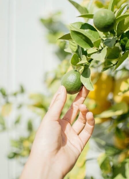 Así puedes germinar las semillas del limón, olvídate de comprarlo en el super