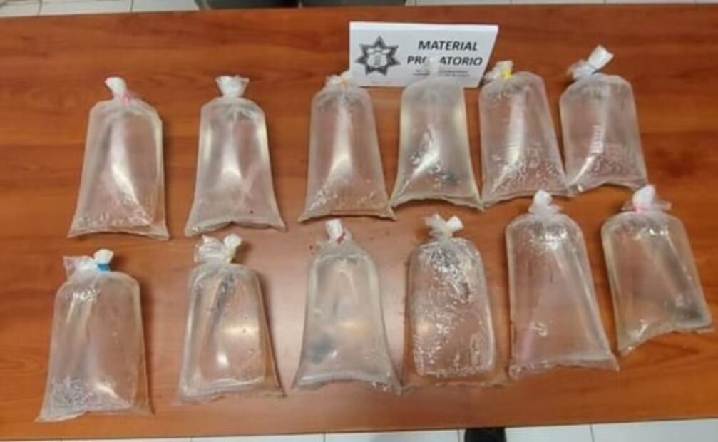 Aseguran doce ejemplares de ajolote en Puebla