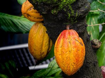 Tal vez el chocolate que comes es causante de la deforestación en África