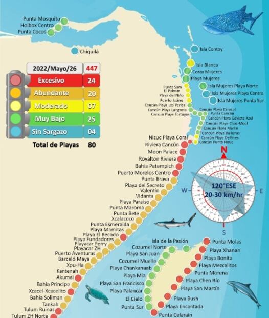 Playas de Quintana Roo que casi no tienen sargazo