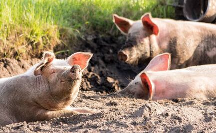 Productores de cerdo reciben 29 pesos por kilo y consumidor final paga hasta 125, señalan porcicultores