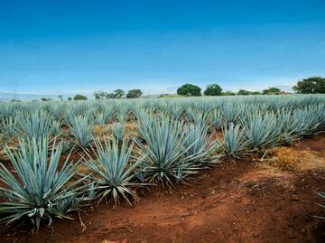 Otra cara del agave