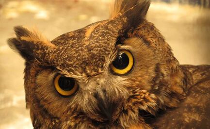 Encuentran fósil de búho no nocturno, el más antiguo jamás visto