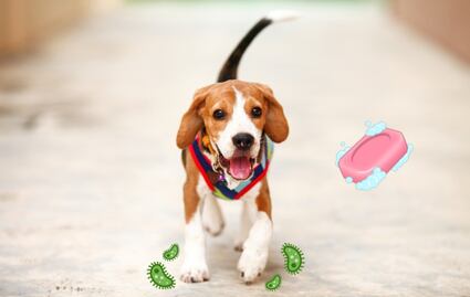 ¡Cuidado! NUNCA limpies las patas de tus mascotas con gel antibacterial