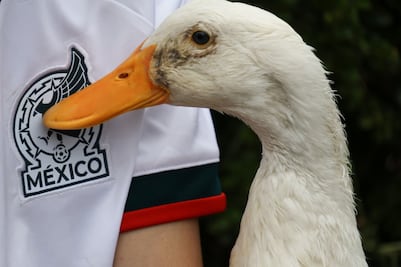 ¿Los patos son buenas mascotas?; la UNAM explica cuidados y medidas a considerar antes de adoptar