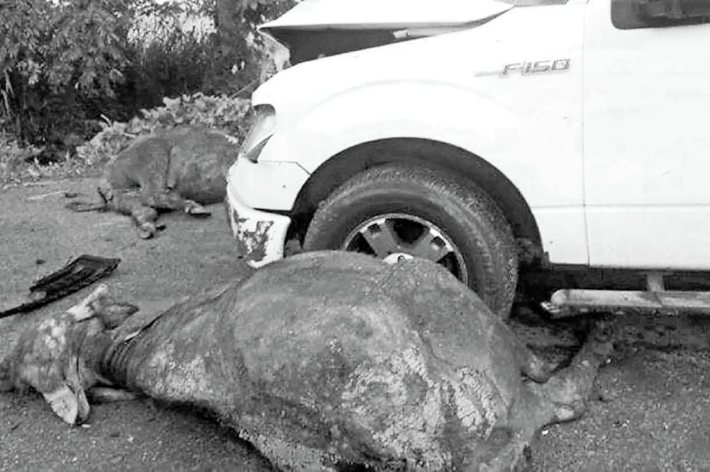 Los animales corrían en la Huimanguillo-Tuxtla Gutiérrez. (FOTO: ESPECIAL)
