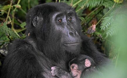"Baby boom" de gorilas en Uganda: nacen cinco en seis semanas