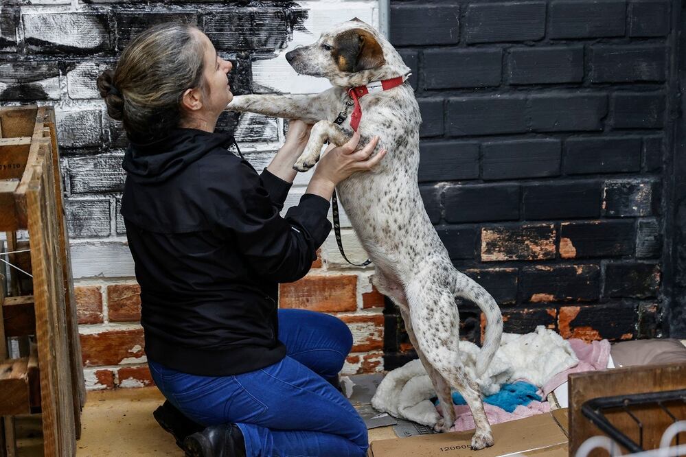 Una mujer acaricia a un perro rescatado de las inundaciones, en un refugio en Porto Alegre, Brasil. Cientos de mascotas han sido rescatadas del agua desde que empezaron las inundaciones en el sur de Brasil. FOTO: SEBASTIAO MOREIRA. EFE