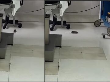 VIDEO: Captan a rata en quirófano de clínica del ISSSTE en BCS; autoridades admiten deficiencias