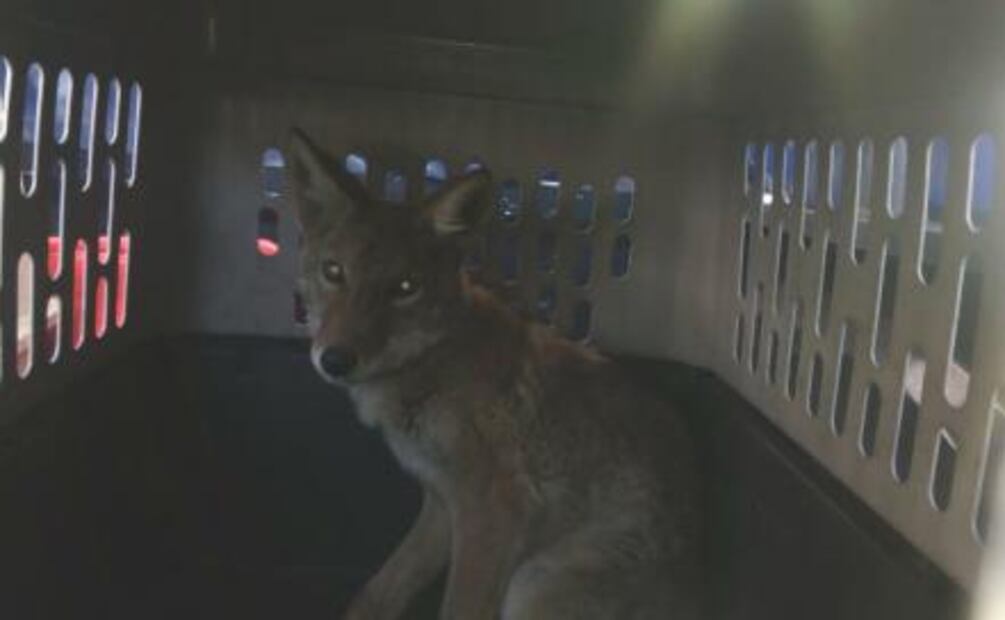 Coyote agresivo merodeaba en la alcaldía de Iztapalapa