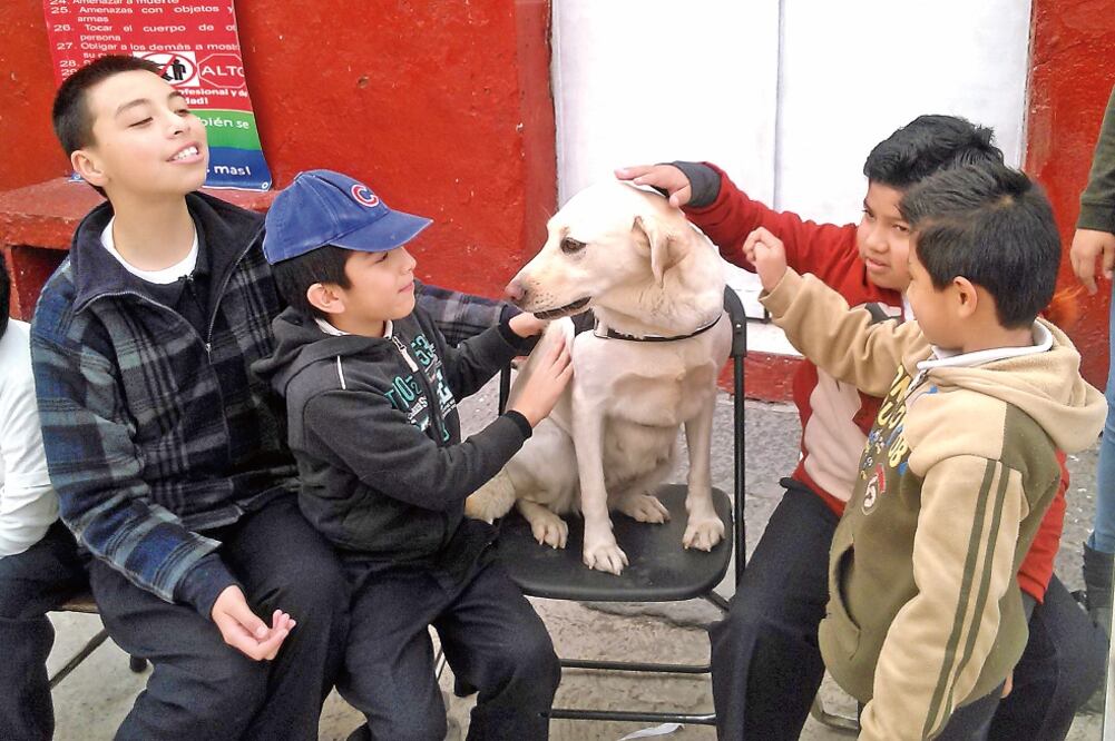 De ser un animal agresivo, la labrador hoy es un ser amigable y disciplinado que ayuda a mejorar la confianza y el lenguaje de niños con capacidades diferentes (OMAR CONTRERAS)