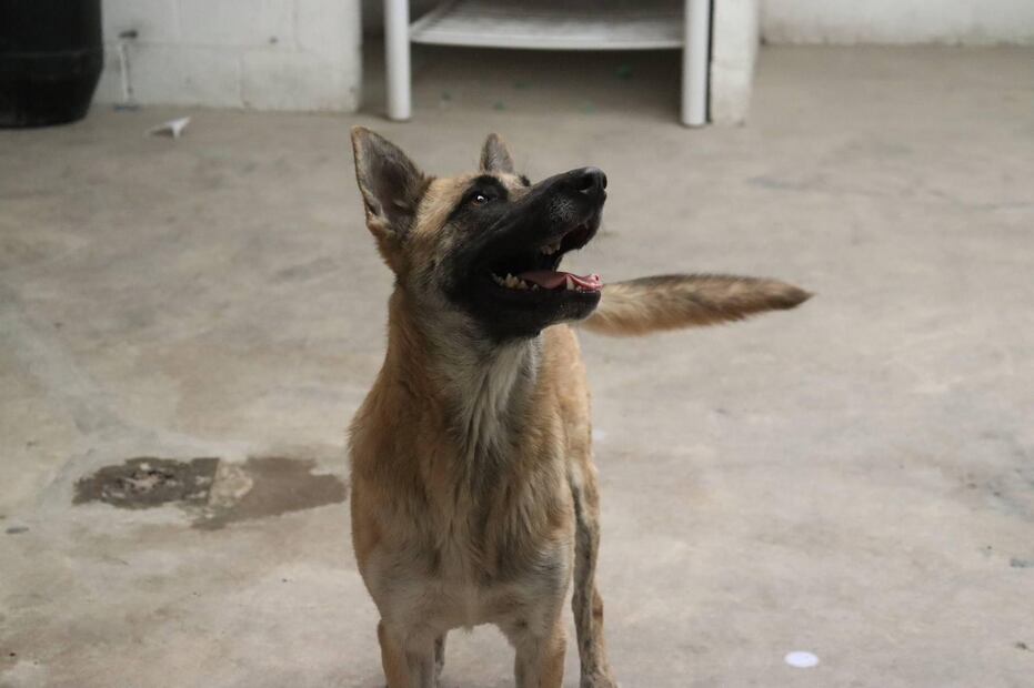 Actualmente, dentro de la fundación que encabezan Ana y Olivia, se encuentran nueve perros cuyos nombres son: Nena, Copo, Amigo, Max, Pituca, Bagira, Lais, Monchito y el Flaco. (Foto: Arturo Contreras)