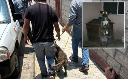 ¡Ya está a salvo! Rescatan a ‘Luna’, perrita maltratada en Metepec