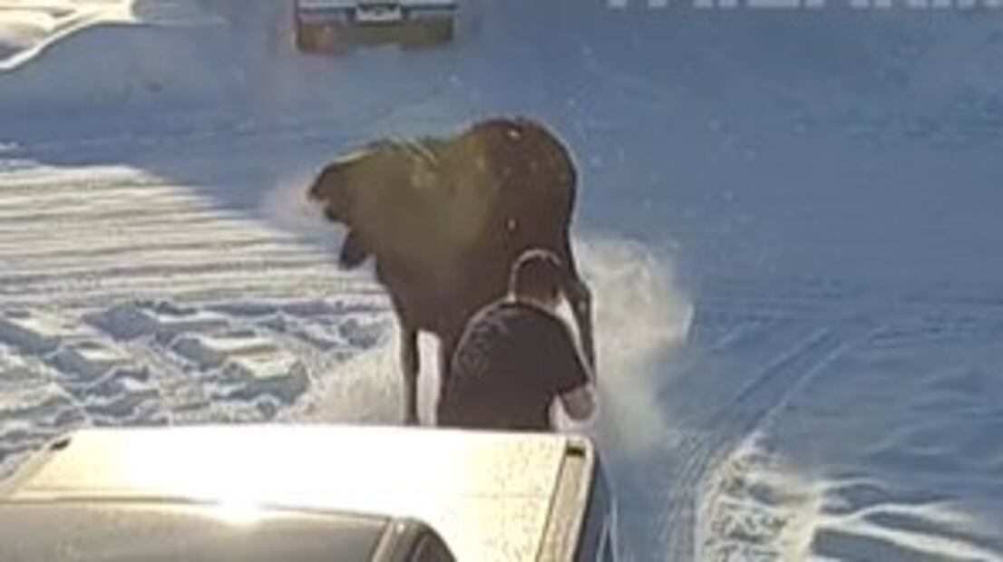 Un perrito salva a su dueño de ser atacado por un alce (Fuente Instagram @_perritos_adorables)