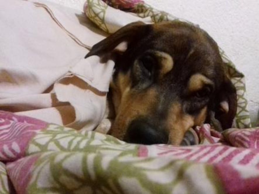 Recomendaciones para cuidar a las mascotas en el frío