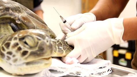 Rescatan y rehabilitan a tortugas en Tamaulipas