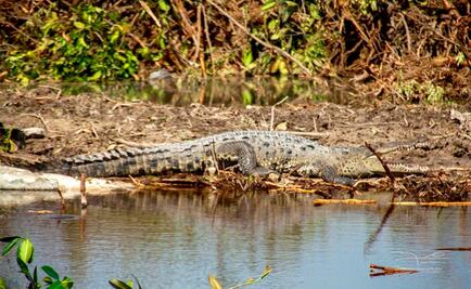 Rescate de animales en Malecón Tajamar divide opiniones
