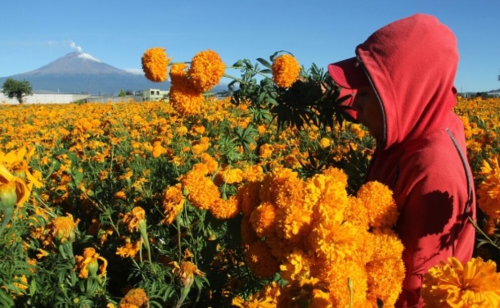 4 Mexican flowers you should include in your diet