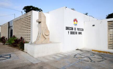 Activistas denuncian matanza de perros y gatos en Centro de Bienestar Animal en Cancún; piden apoyo en el Senado