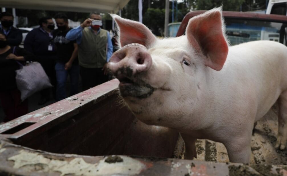 Científicos ven amenazante propagación de Covid-19 en animales silvestres