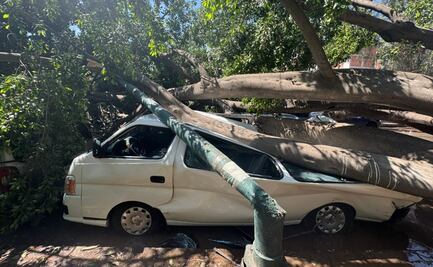 Árbol de gran tamaño cae sobre vehículos; derriba cables en Azcapotzalco