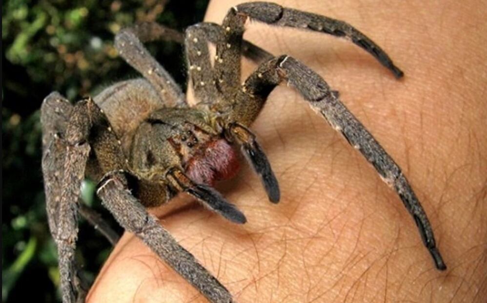 Araña Bananera. Foto: Captura de pantalla