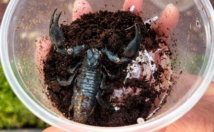 Profepa rescata a nueve reptiles y arácnidos en San Luis Potosí; iban a ser traficados por paquetería