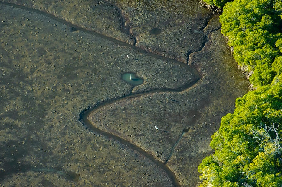 Los manglares son aliados que capturan carbono, resguardan vidas y fortalecen el vínculo entre las personas y la naturaleza. (Foto: Octavio Aburto)