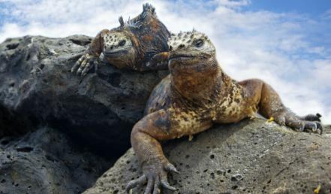 Viaja a las islas de las tortugas gigantes