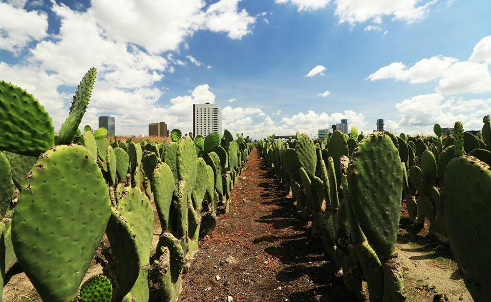 Feria del Nopal 2025. Foto: Pexels