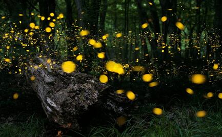 Escapada al Santuario de las Luciérnagas, por 900 pesos