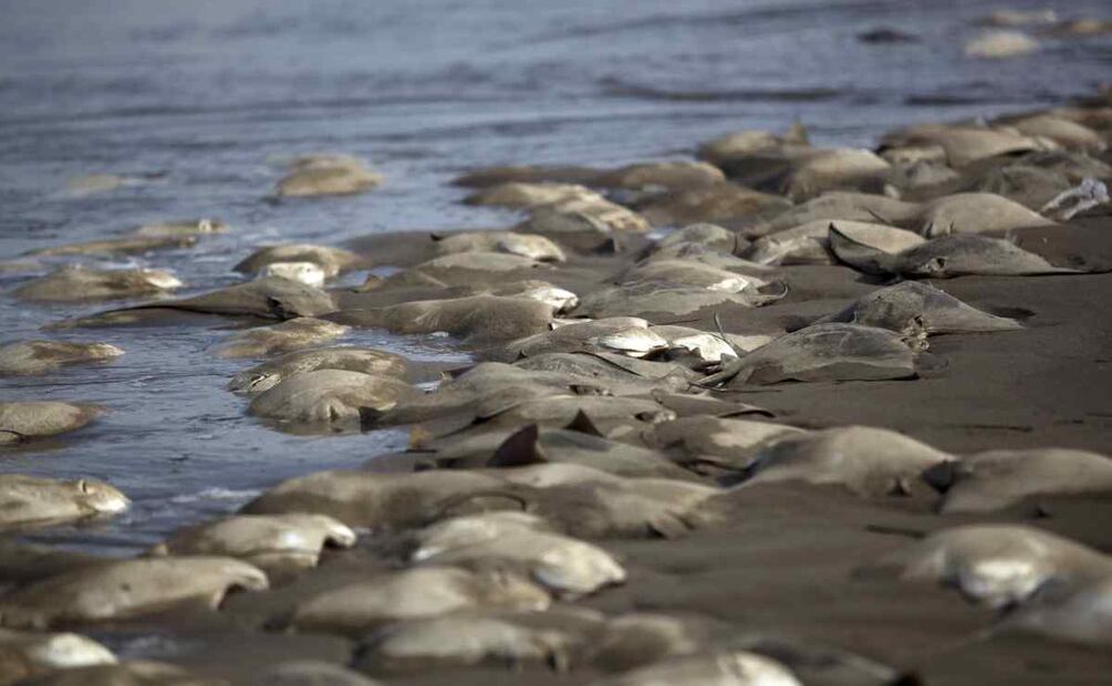 Mantarrayas muertas. Foto: Archivo cuartoscuro