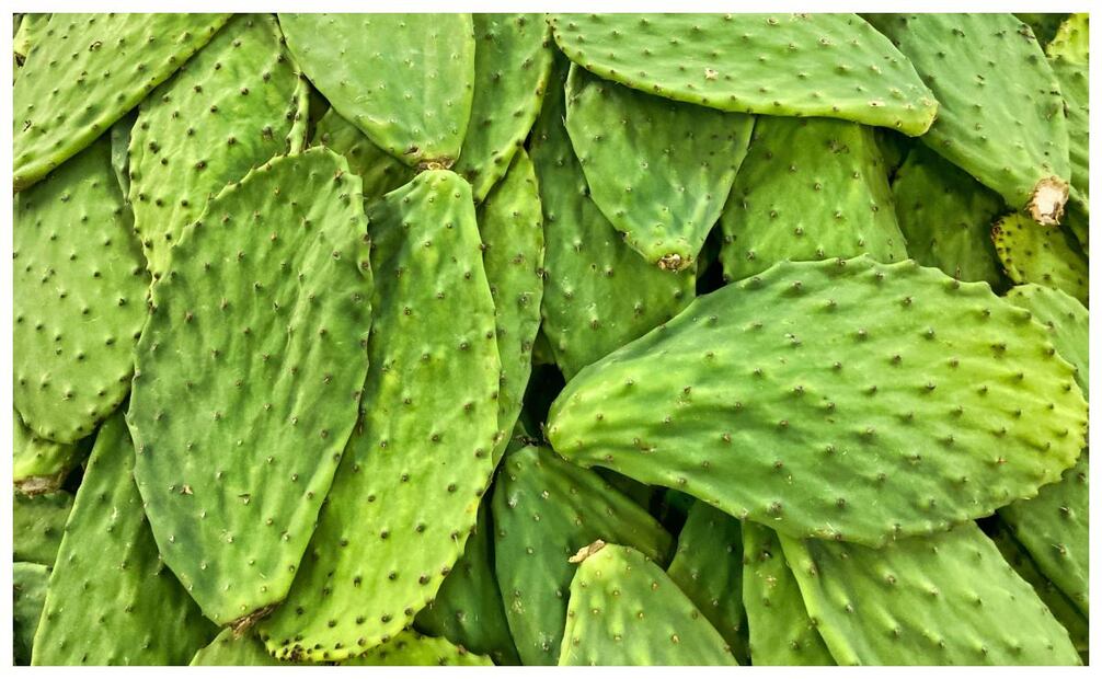 El nopal, un alimento ideal para las personas con diabetes. Imagen: Unsplash.
