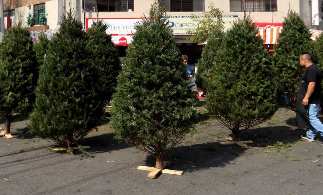 Este programa busca reducir el impacto ecológico de la temporada decembrina mediante el reciclaje de árboles navideños. Foto: Fernando Ramírez / Archivo EL UNIVERSAL