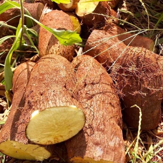 ¿Qué es y para qué sirve el ñame?