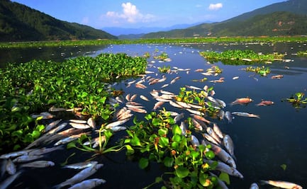 Efecto antidepredador de las ondas, el mecanismo de peces mexicanos para ahuyentar a las aves de caza 
