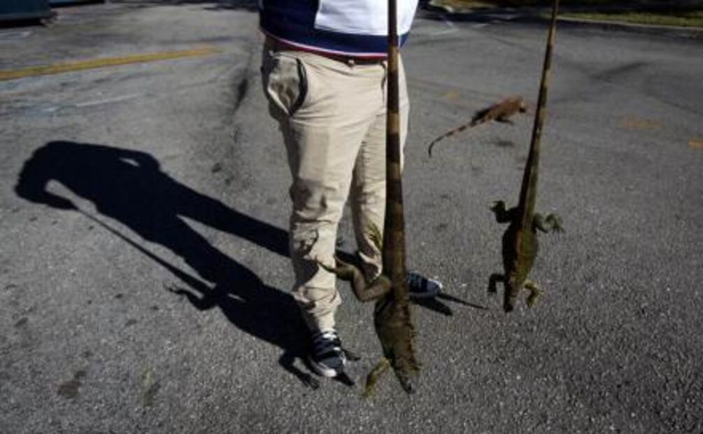 Llueven iguanas congeladas en Florida