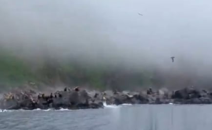 VIDEO: Captan momento en que leones marinos huyen del terremoto en Rusia; se lanzan al agua
