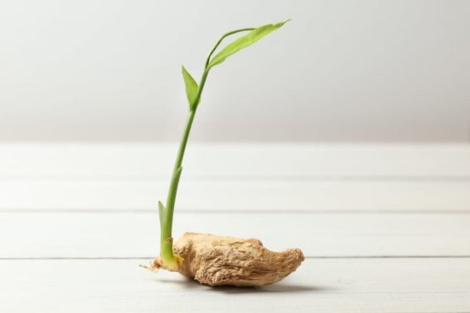 Cultiva tu propio jengibre en casa