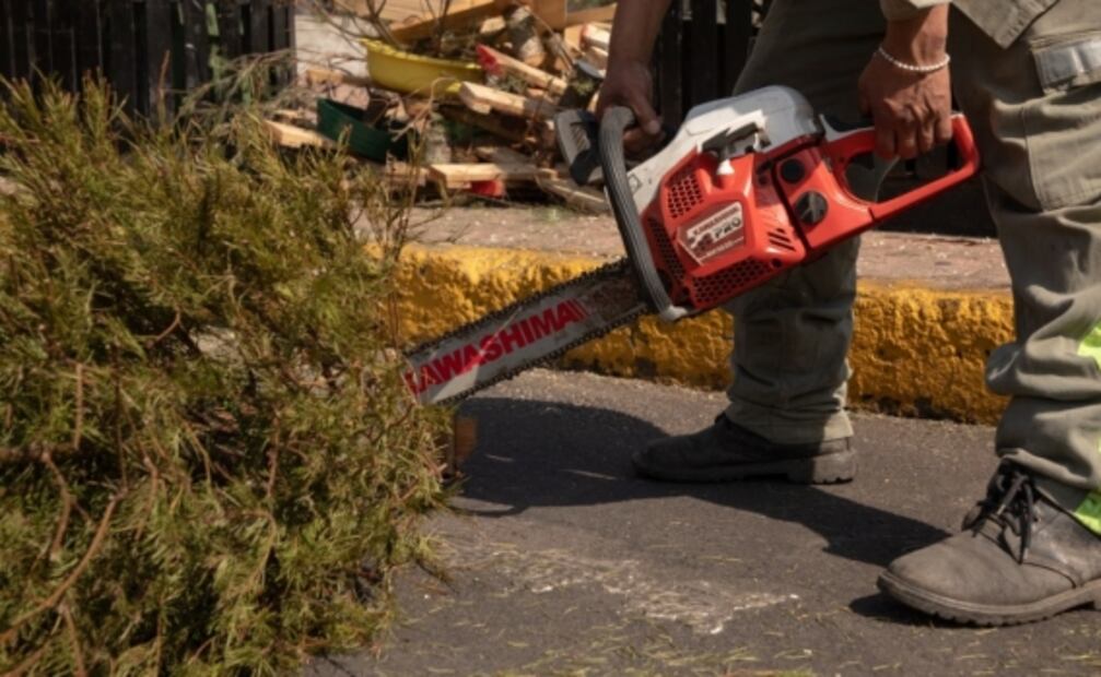 Alistan recepción de árboles de Navidad en Cuauhtémoc 