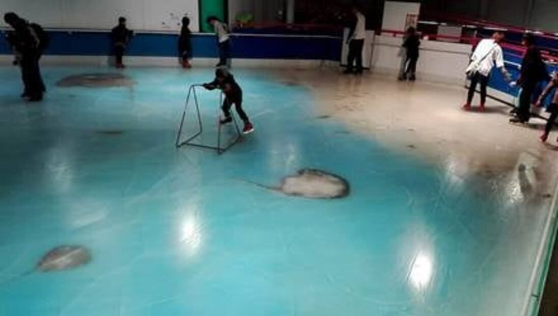 Congelan 5 mil peces para pista de hielo en Japón