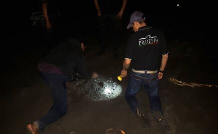 Rescatan 117 huevos de tortuga golfina en Colima