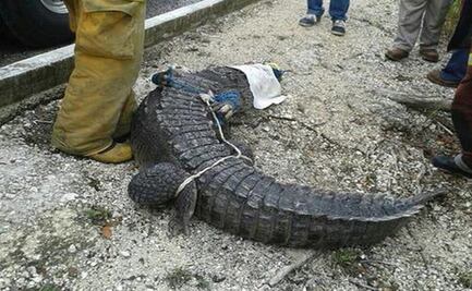 Cocodrilo ataca a campesino en Tizimín, Yucatán