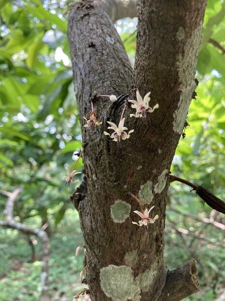 Tabasco, la cuna del cacao en México