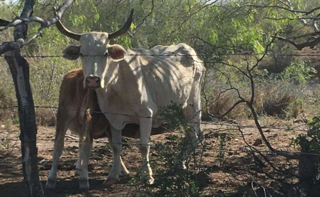 Ganado quedaría varado en México por cierre de fronteras ante brote de gusano barrenador (12/05/2025). Foto: Sandra Tovar/ EL UNIVERSAL