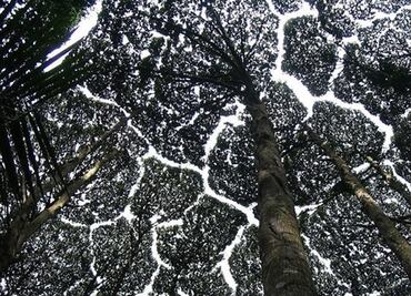 "La timidez de los árboles", un fenómeno tan curioso como fascinante