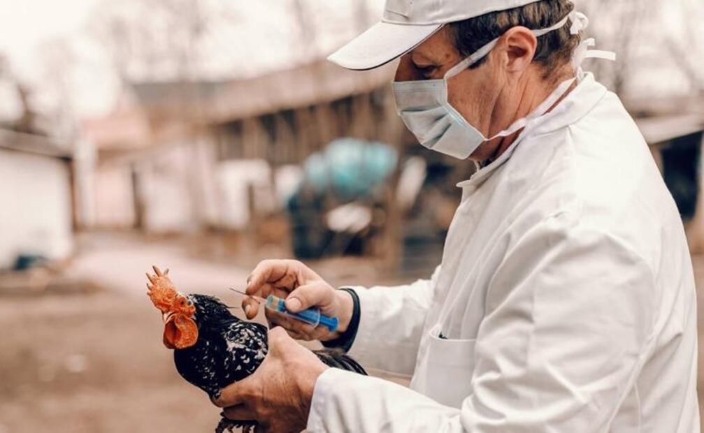 Vacuna contra la influenza aviar H5N2. Foto: iStock