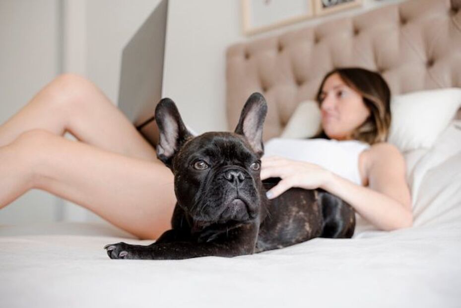 Un enemigo común en mascotas y humanos. Fuente: Freepik.