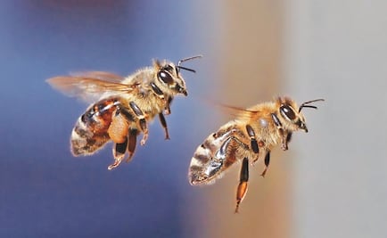 Hombre muere por ataque de abejas en Izamal, Yucatán